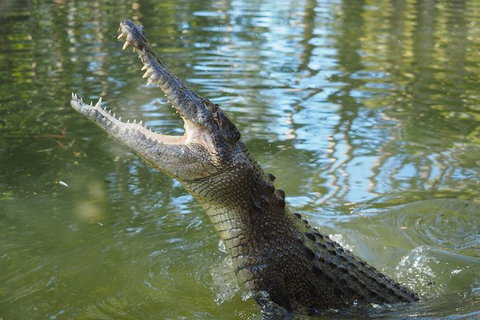 The Adventure Begins At Hartley\'s The Best Crocodile Show In Australia - Find Attractions 0