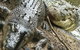 The Adventure Begins At Hartley\'s The Best Crocodile Show In Australia - thumb 3