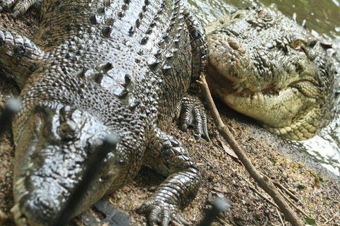 The Adventure Begins At Hartley\'s The Best Crocodile Show In Australia - Find Attractions 3