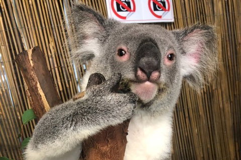 Kuranda Tour Deluxe Course With Kuranda 3 Zoos - Find Attractions 5
