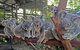 Kuranda Rainforestation & Kuranda Scenic Rail - thumb 4