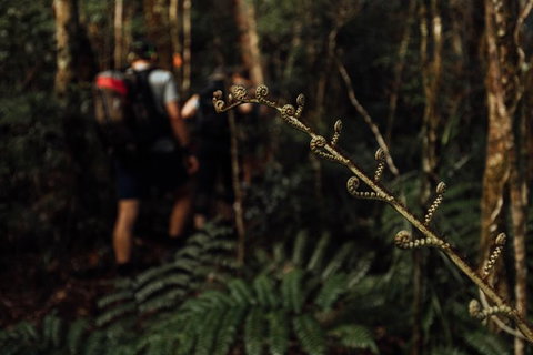 Cairns Rainforest Hiking Experience Incredible Mountains Remote Waterfall - Find Attractions 2