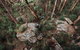 Cairns Rainforest Hiking Experience Incredible Mountains Remote Waterfall - thumb 1