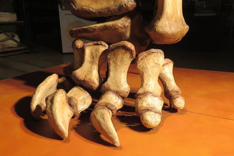 Australian Dinosaur Giants Tour - Find Attractions 3