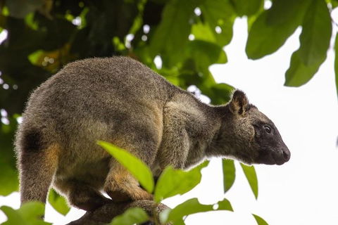 Cairns & Port Douglas All-Inclusive 7 Days Touring Package - Find Attractions 8