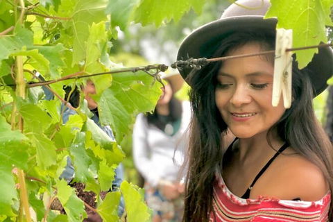 Mt Tamborine Wine Tour - Find Attractions 4