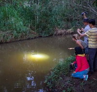Rainforest  Nocturnal Wildlife Tour - Find Attractions
