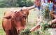 Horse And ATV Riding With A Visit To A Petting Zoo From Cairns - thumb 5