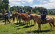 Horse And ATV Riding With A Visit To A Petting Zoo From Cairns - thumb 1