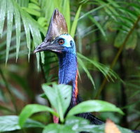 Guided Night Walk in Cape Tribulation - Find Attractions