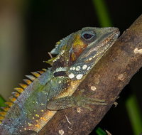 Family Night Walking Tour at Tropical Rainforest in Daintree - Find Attractions