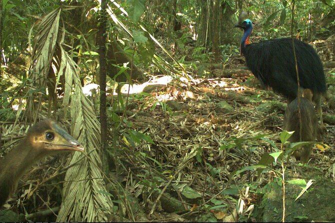 Daintree QLD Find Attractions