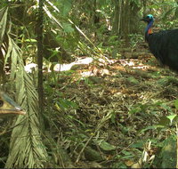 Small-Group Trekking Experience in Daintree National Park - Find Attractions
