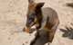 2-Day Great Barrier Reef And Daintree Rainforest Combo Package - thumb 4