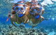 2-Day Great Barrier Reef And Daintree Rainforest Combo Package - thumb 3