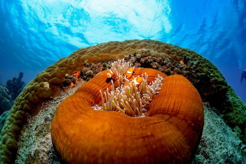 2-Day Great Barrier Reef And Daintree Rainforest Combo Package - Find Attractions 2