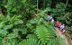 World Heritage Highlights: Reef/Daintree/Cape Tribulation - thumb 3