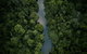 World Heritage Highlights: Reef/Daintree/Cape Tribulation - thumb 10