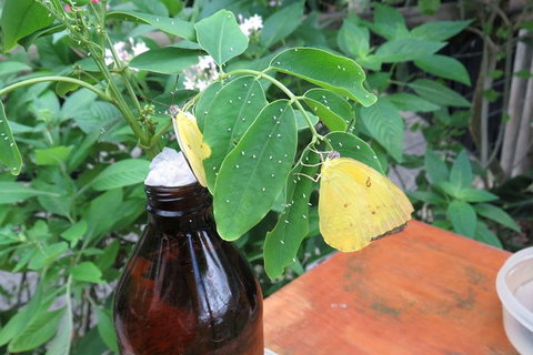 Australian Butterfly Sanctuary- Virtual Interactive Tour With Private Guide - Find Attractions 5