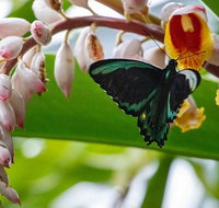 Australian Butterfly Sanctuary- Virtual Interactive Tour With Private Guide - Find Attractions