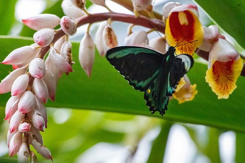 Australian Butterfly Sanctuary- Virtual Interactive Tour With Private Guide - Find Attractions 0