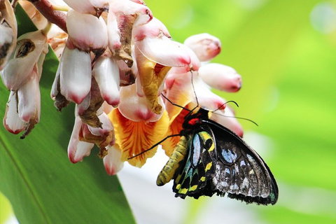 Australian Butterfly Sanctuary- Virtual Interactive Tour With Private Guide - Find Attractions 7