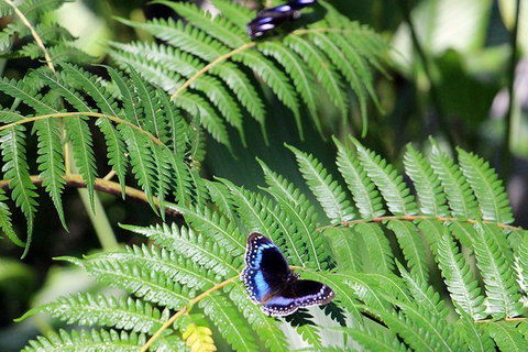 Australian Butterfly Sanctuary- Virtual Interactive Tour With Private Guide - Find Attractions 3