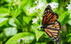 Australian Butterfly Sanctuary- Virtual Interactive Tour With Private Guide - thumb 4