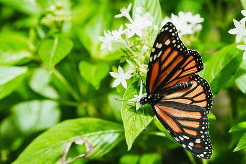 Australian Butterfly Sanctuary- Virtual Interactive Tour With Private Guide - Find Attractions 4