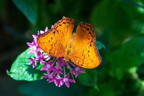 Australian Butterfly Sanctuary- Virtual Interactive Tour With Private Guide - Find Attractions 1