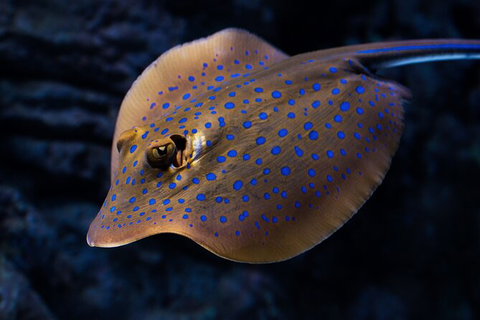 Cairns Aquarium Tour By Twilight With Drink And Appetiser - Find Attractions 5