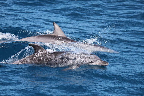 Sandy Straits Scenic & Wildlife Cruise - Find Attractions 1