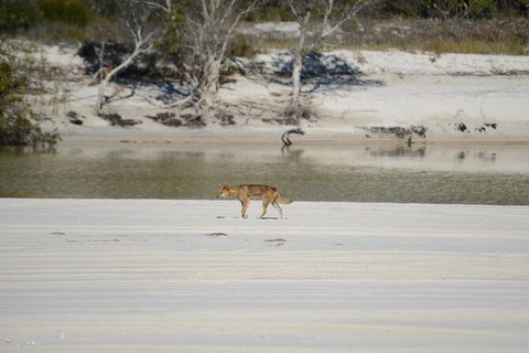 Sandy Straits Scenic & Wildlife Cruise - Find Attractions 10