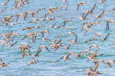 Sandy Straits Scenic & Wildlife Cruise - Find Attractions 4