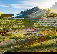 Barossa Valley Highlights from Barossa Valley Including Wine and Cheese Tasting - Find Attractions