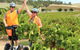 Segway Tour At Seppeltsfield Winery - thumb 5