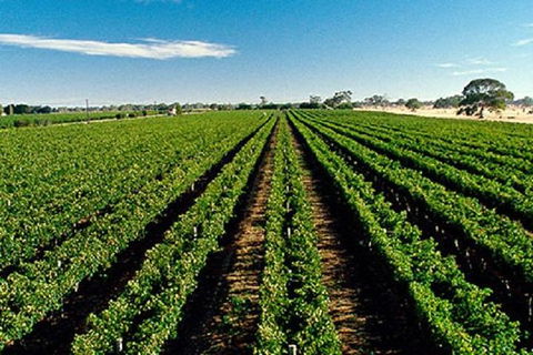 Adelaide Hills Wine Tour - Find Attractions 1