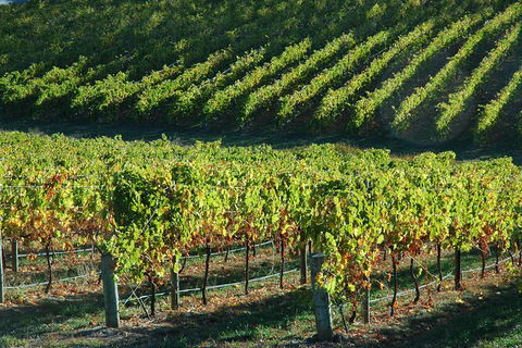 Adelaide Hills Wineries & Hahndorf - Find Attractions 10