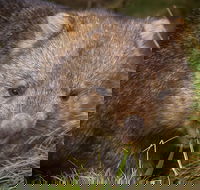Cradle Mountain Wildlife Spotting after Dark - Find Attractions