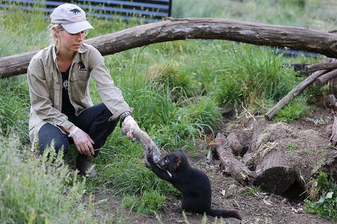 After Dark Tasmanian Devil Feeding Tour At Cradle Mountain - Find Attractions 3