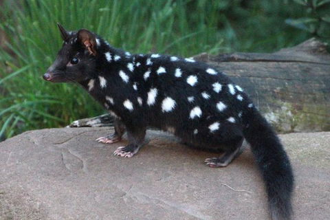 After Dark Tasmanian Devil Feeding Tour At Cradle Mountain - Find Attractions 5