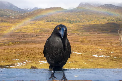 Cradle Mountain Park Explorer - Find Attractions 5