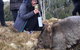 Cradle Mountain In A Day From Hobart - thumb 4