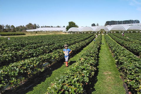 Tamar Valley Food And Wine Boutique Tours - Find Attractions 21