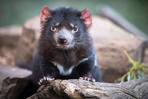 Cruise Ship Special From Hobart: Richmond And Bonorong Wildlife Park Shuttle - Find Attractions 0