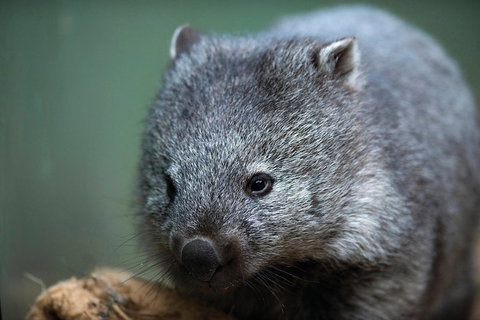 Cruise Ship Special From Hobart: Richmond And Bonorong Wildlife Park Shuttle - Find Attractions 2