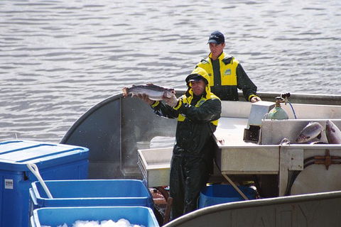 Afternoon Gordon River Dinner Cruise - Departing 3pm - Find Attractions 3
