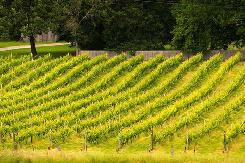 All Inclusive Wine Tour Up The Derwent Valley Hobart: Local Wines & Cheeses - Find Attractions 3
