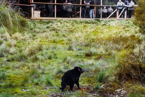 1-Hour Tasmanian Devil Feeding Day Tour At Cradle Mountain - Find Attractions 4