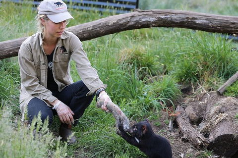 1-Hour Tasmanian Devil Feeding Day Tour At Cradle Mountain - Find Attractions 0